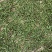 野生古树芽孢茶（白茶）