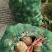 大头菜