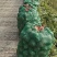 大头菜