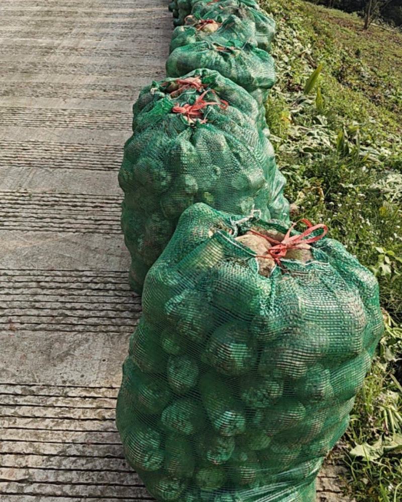 大头菜