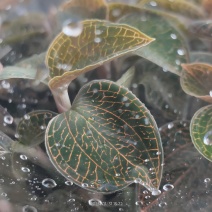 金线莲