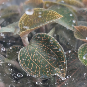金线莲