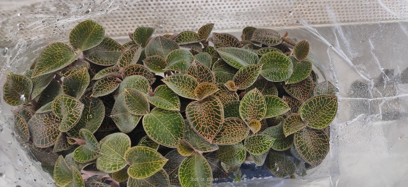 金线莲