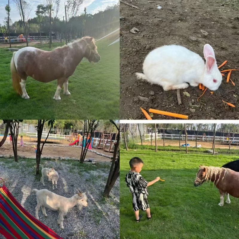 羊驼幼崽，成年羊驼活体，家养宠物，景区观赏投食互动