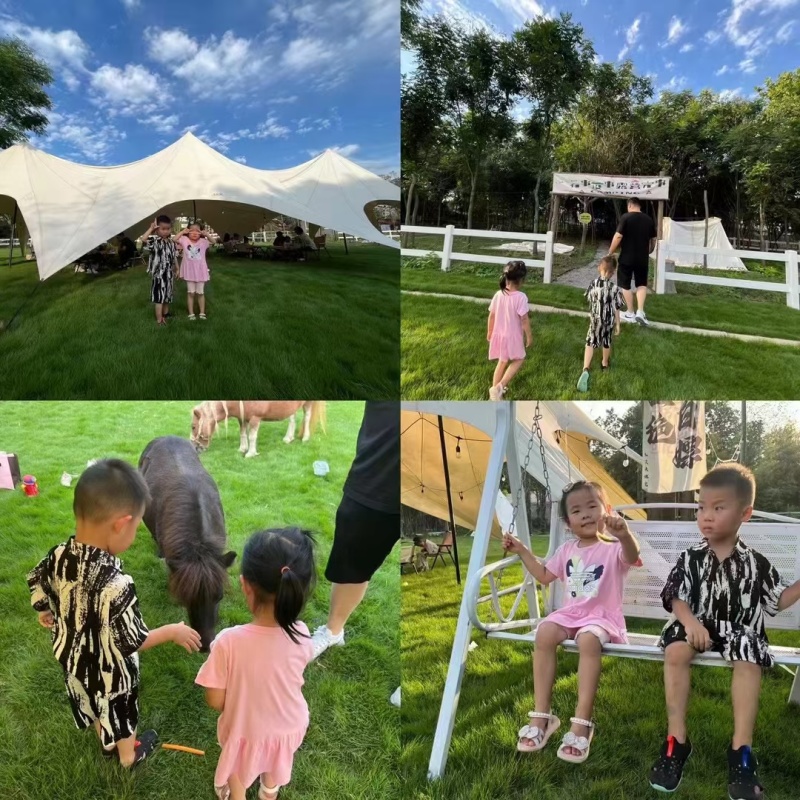 羊驼幼崽，成年羊驼活体，家养宠物，景区观赏投食互动