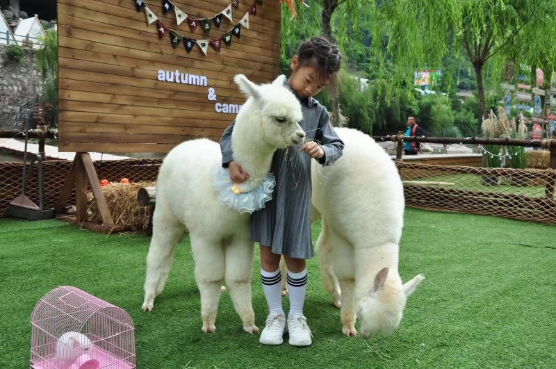 羊驼幼崽，成年羊驼活体，家养宠物，景区观赏投食互动