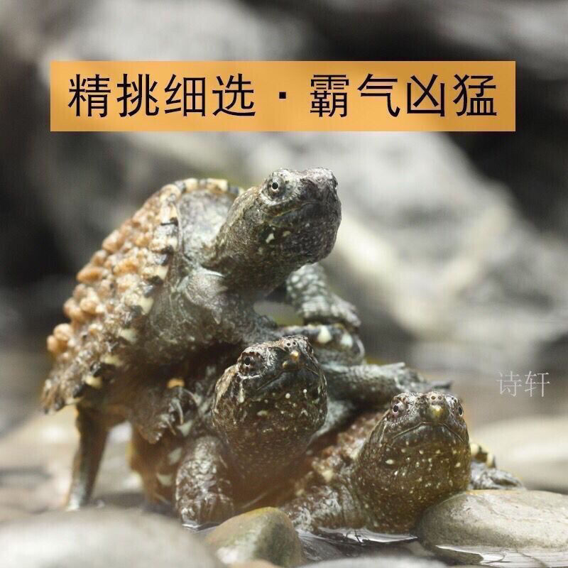 杂佛苗1两-1斤