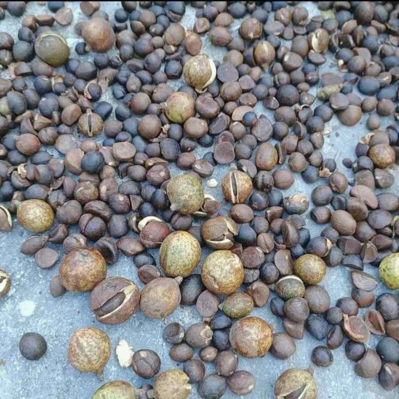 山茶油，高海拔老树山茶油，五斤装10斤装的都有