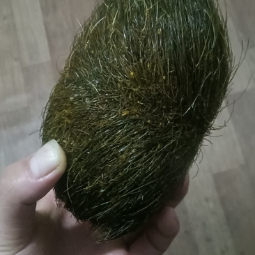 猪宝