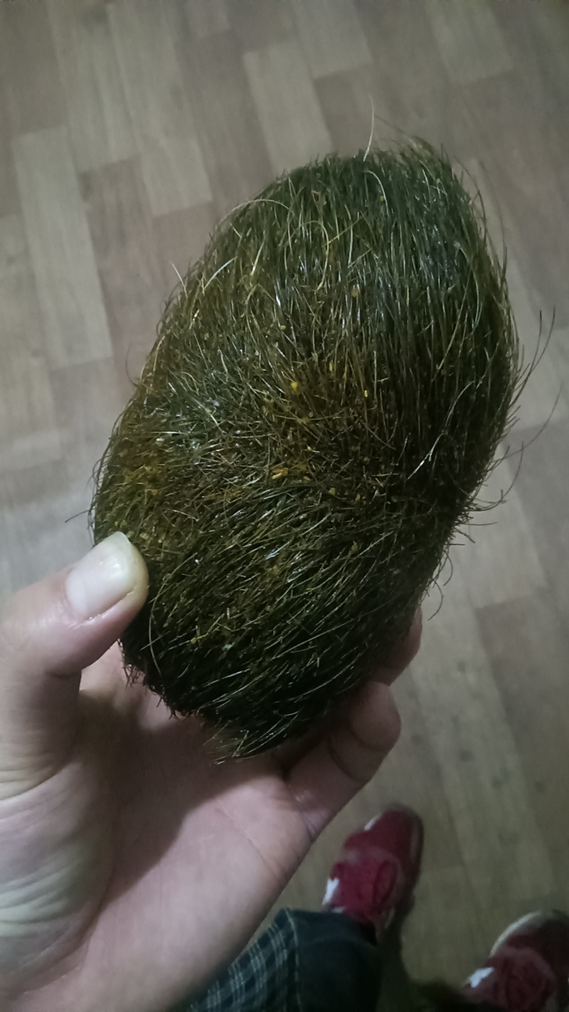 猪宝