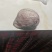 鹅宝