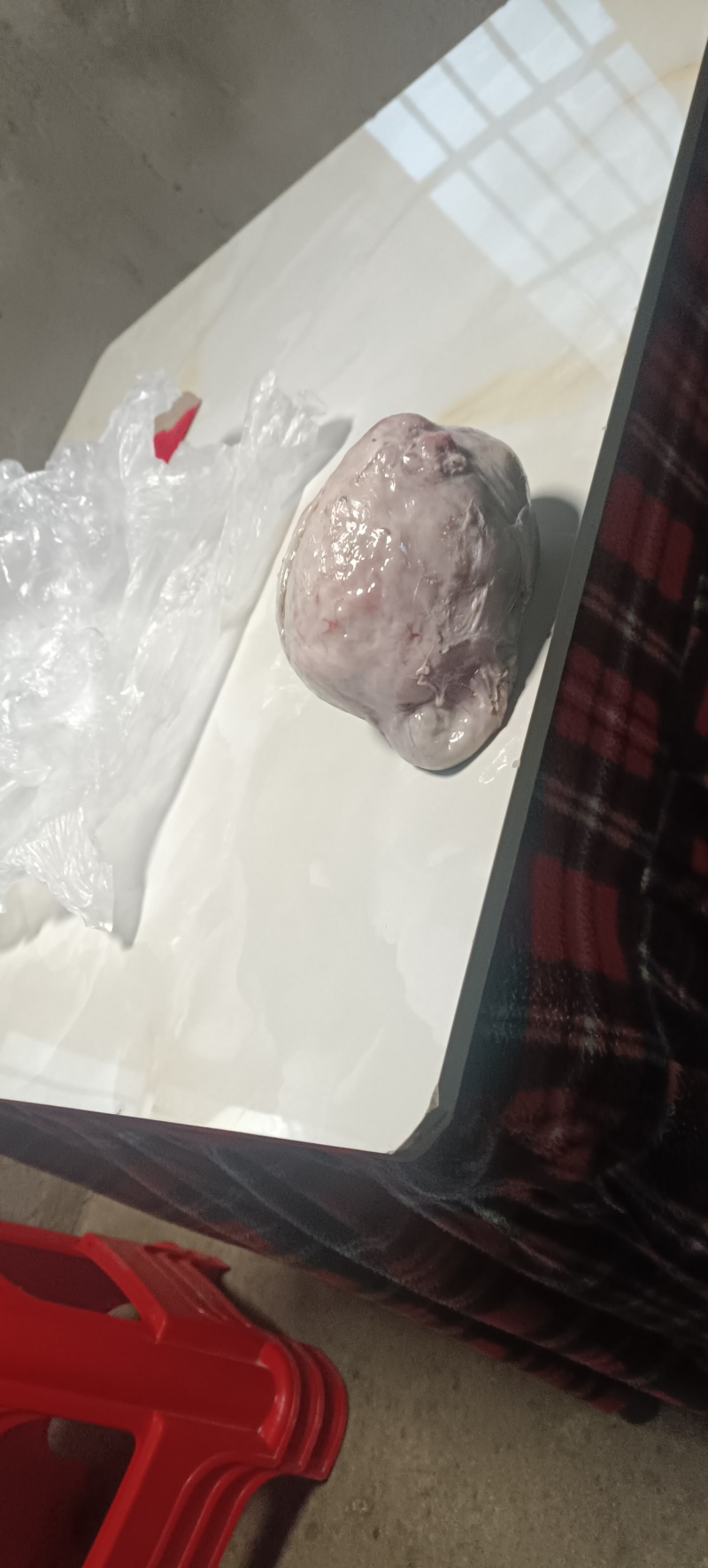 鹅宝