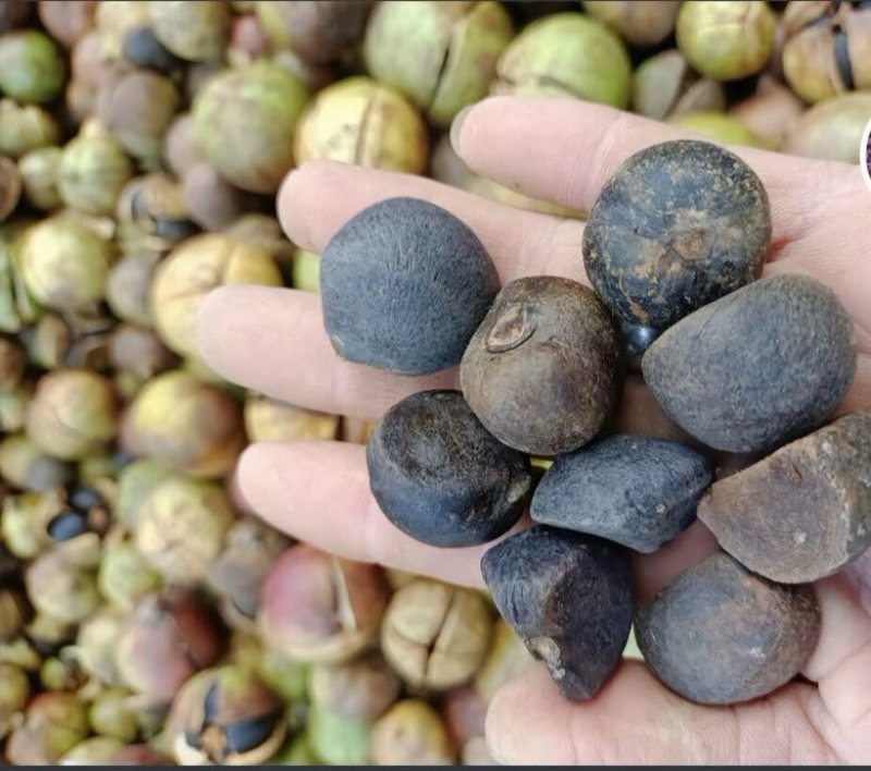 农家自产山茶油，高海拔老树山茶油，需要的联系可供量大