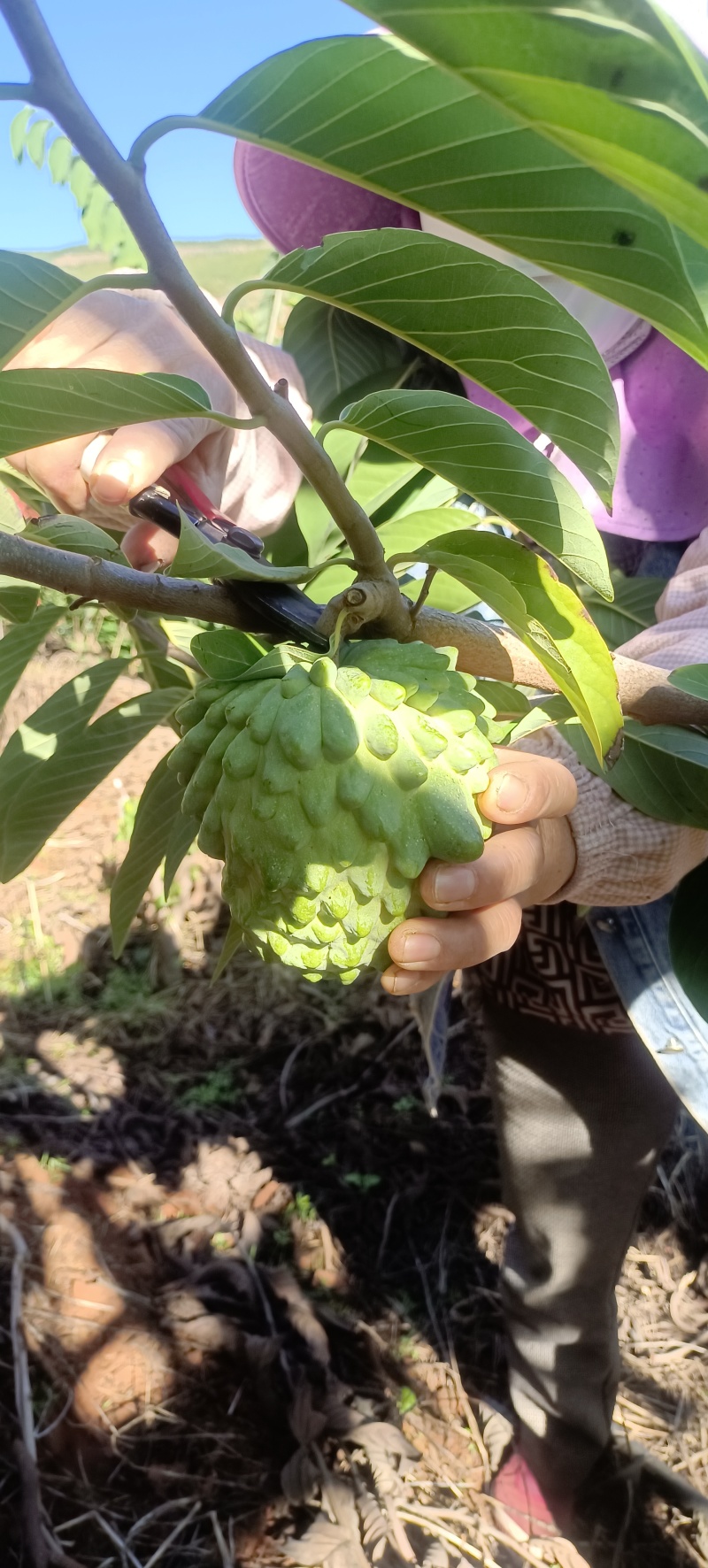 释迦果
