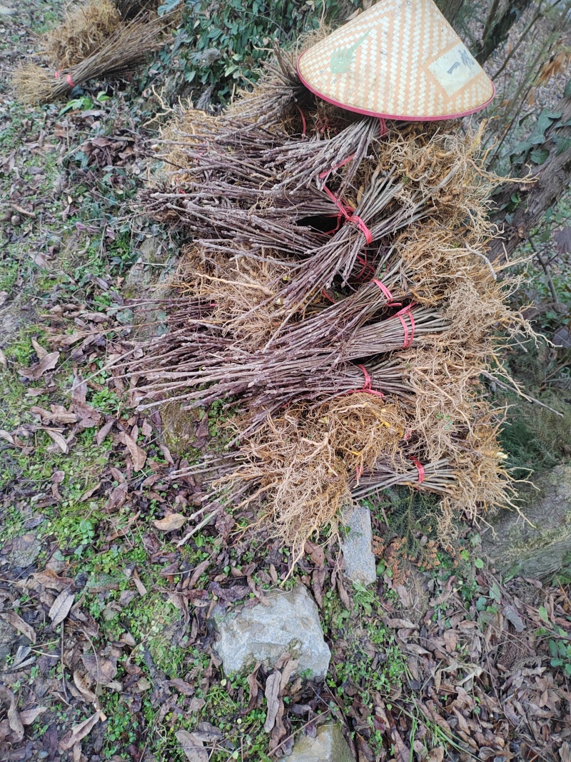 厚皮黄柏