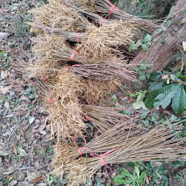 厚皮黄柏