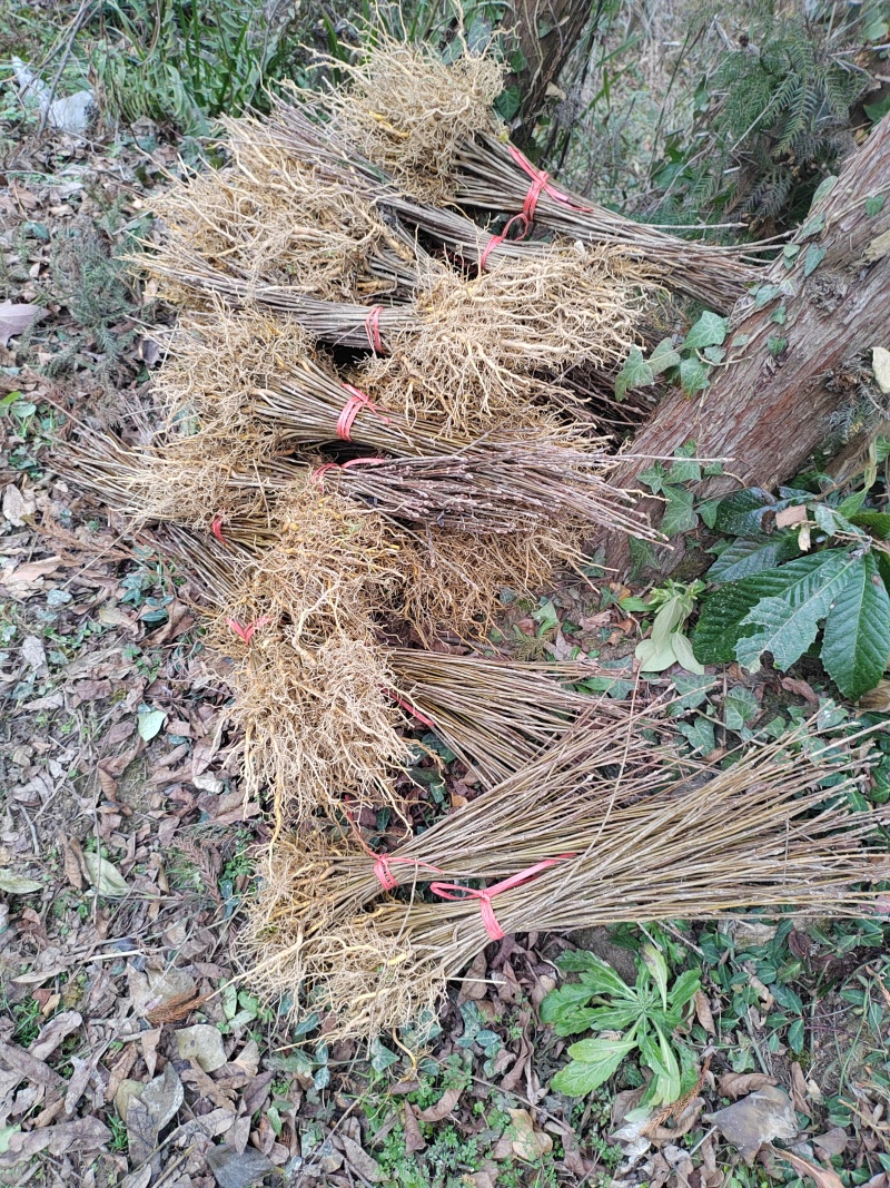 厚皮黄柏