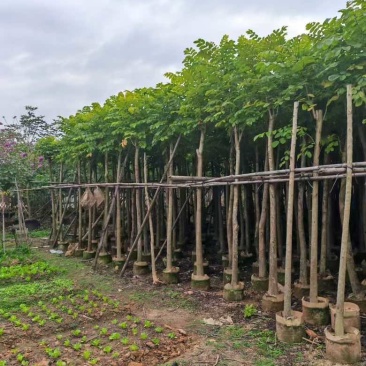 火焰木3-20分，大量低价出售