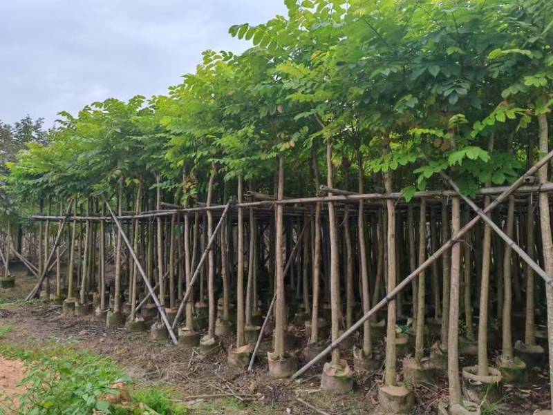 火焰木3-20分，大量低价出售
