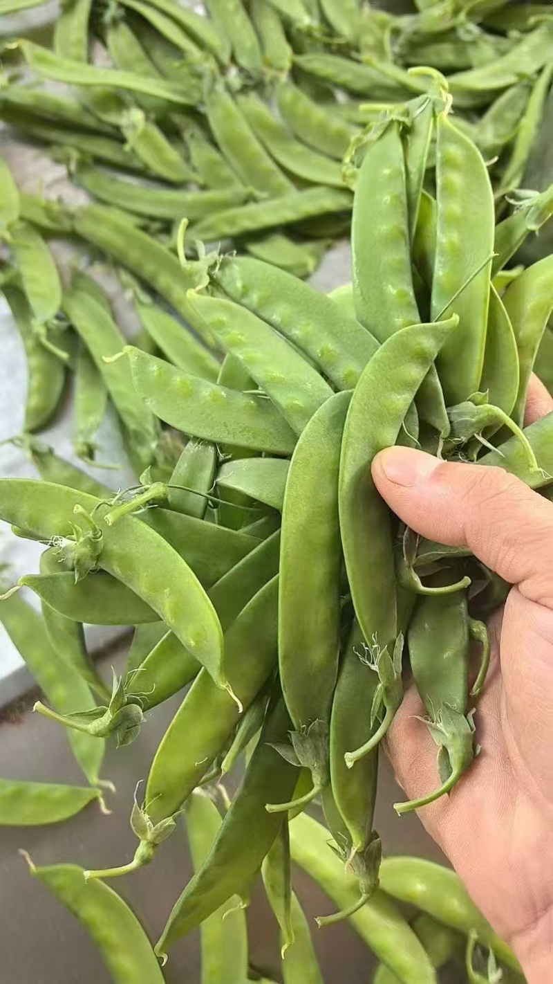荷兰豆