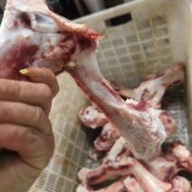 母猪腿骨