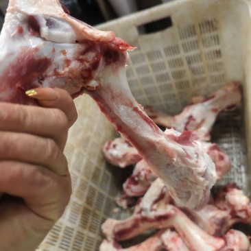 母猪腿骨