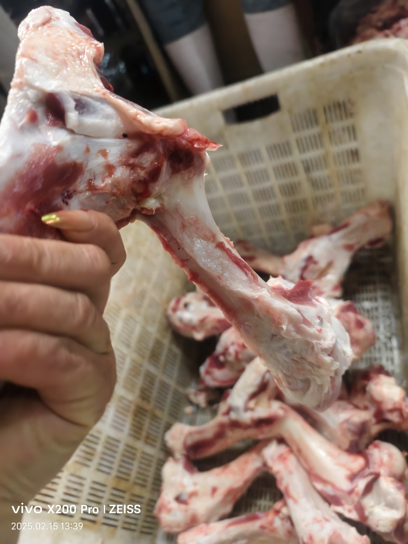 母猪腿骨