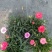 康乃馨盆栽带花苞大花四季开花室内阳台石竹花苗好养绿植花卉礼物