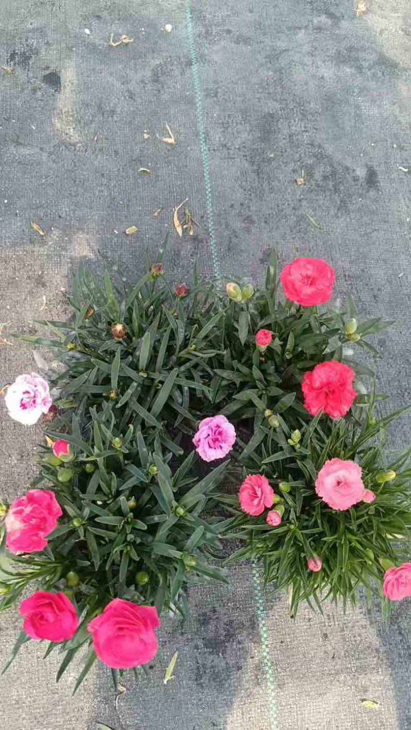 康乃馨盆栽带花苞大花四季开花室内阳台石竹花苗好养绿植花卉礼物