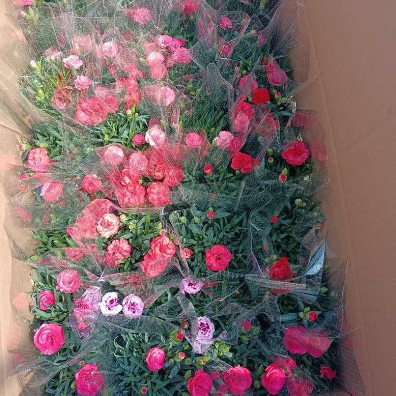 康乃馨盆栽带花苞大花四季开花室内阳台石竹花苗好养绿植花卉礼物