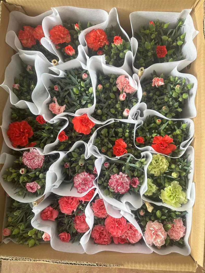 康乃馨盆栽带花苞大花四季开花室内阳台石竹花苗好养绿植花卉礼物