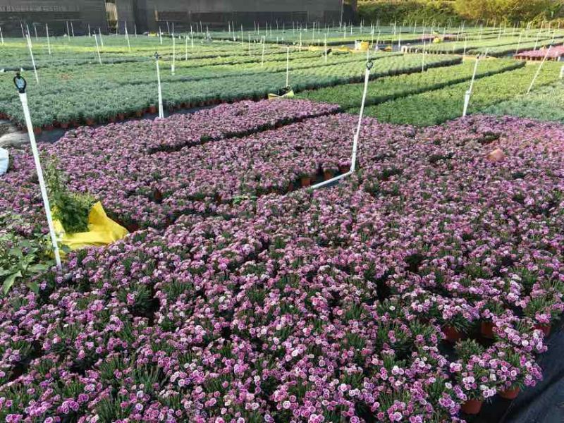 康乃馨盆栽带花苞大花四季开花室内阳台石竹花苗好养绿植花卉礼物