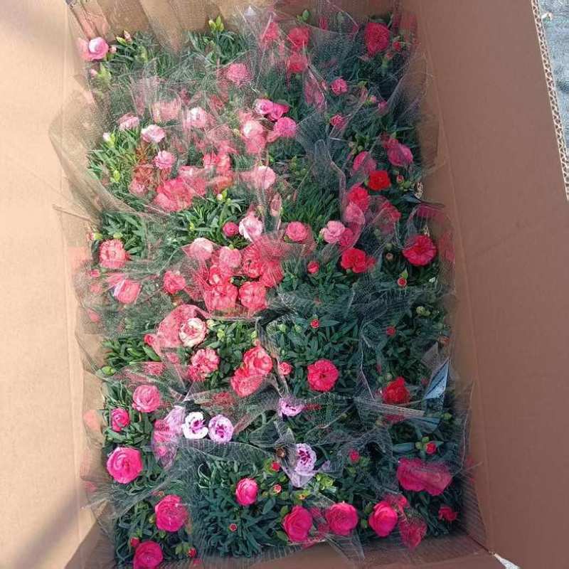 康乃馨盆栽带花苞大花四季开花室内阳台石竹花苗好养绿植花卉礼物