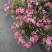 康乃馨盆栽带花苞大花四季开花室内阳台石竹花苗好养绿植花卉礼物
