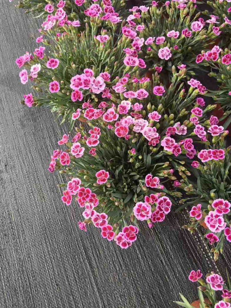 康乃馨盆栽带花苞大花四季开花室内阳台石竹花苗好养绿植花卉礼物