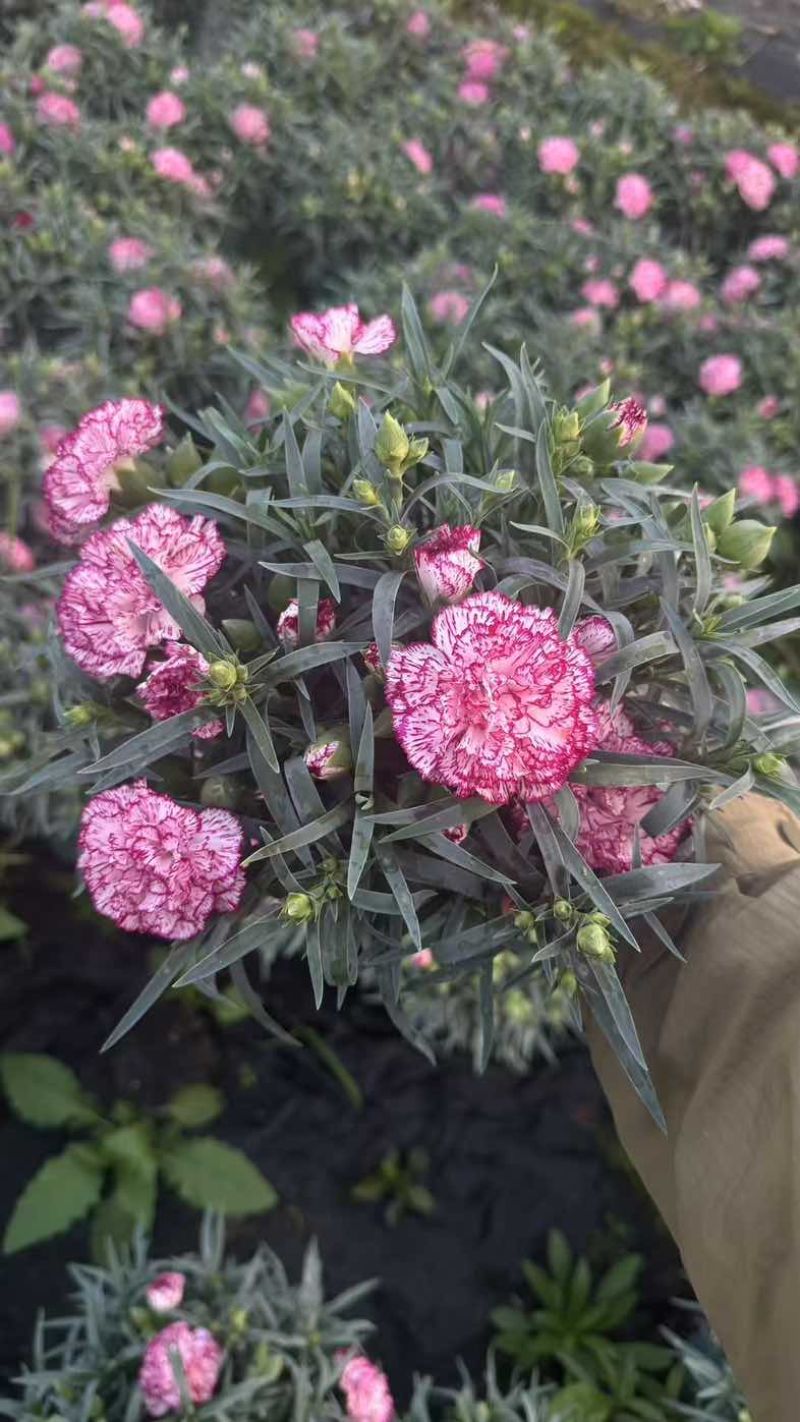 康乃馨盆栽带花苞大花四季开花室内阳台石竹花苗好养绿植花卉礼物