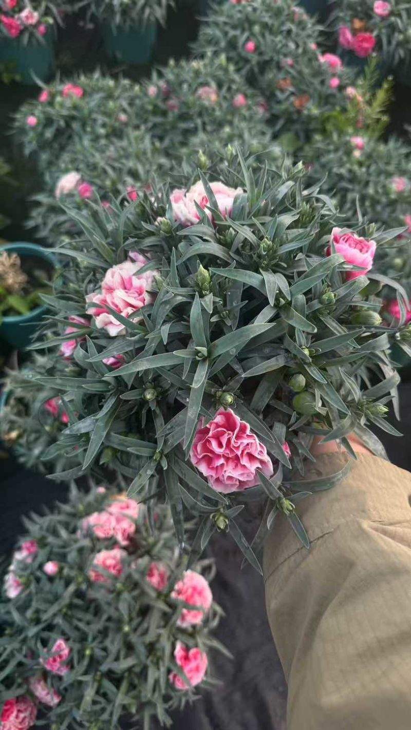 康乃馨盆栽带花苞大花四季开花室内阳台石竹花苗好养绿植花卉礼物