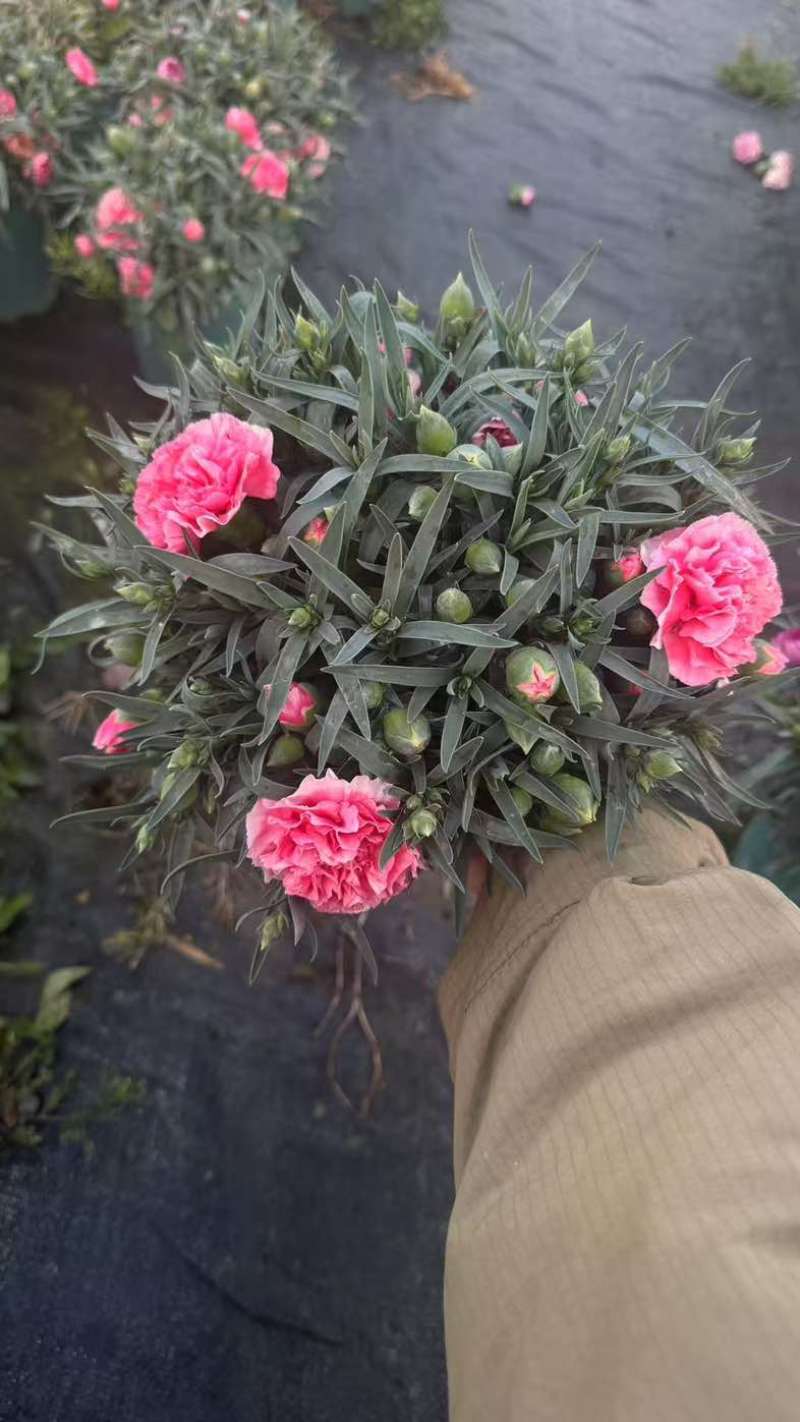 康乃馨盆栽带花苞大花四季开花室内阳台石竹花苗好养绿植花卉礼物