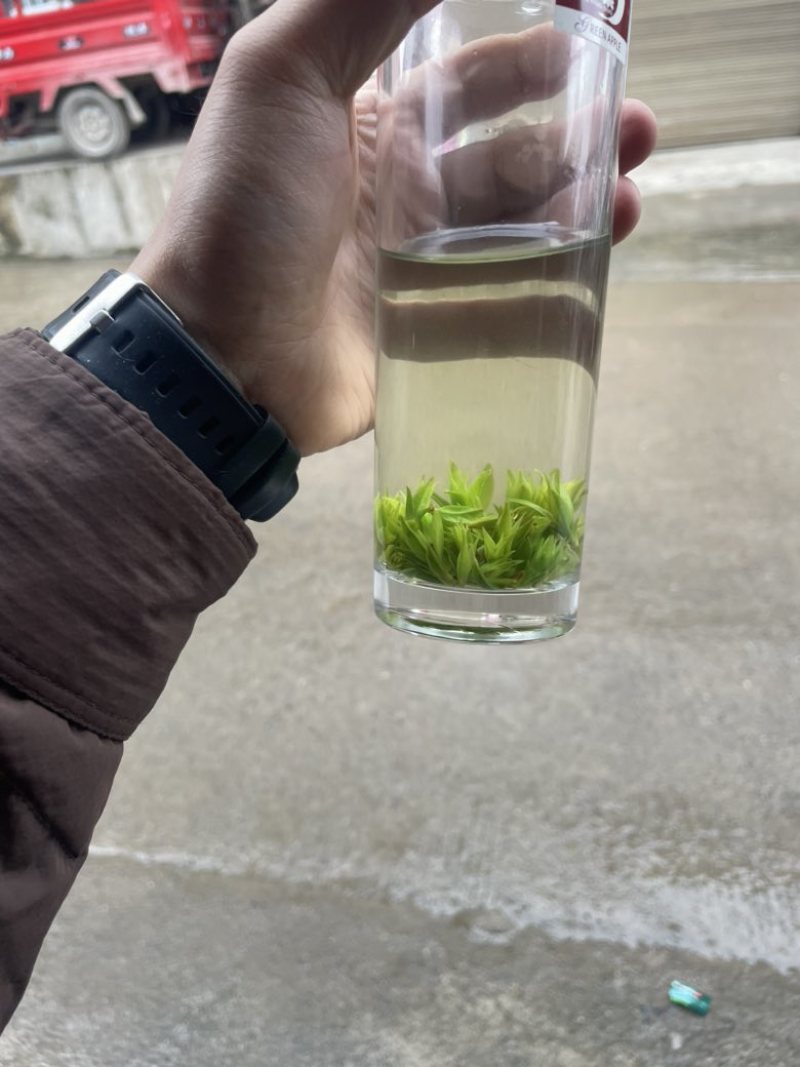 青山绿水小叶苦丁