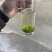 青山绿水小叶苦丁