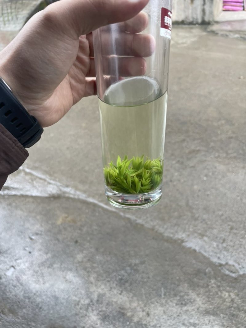 青山绿水小叶苦丁