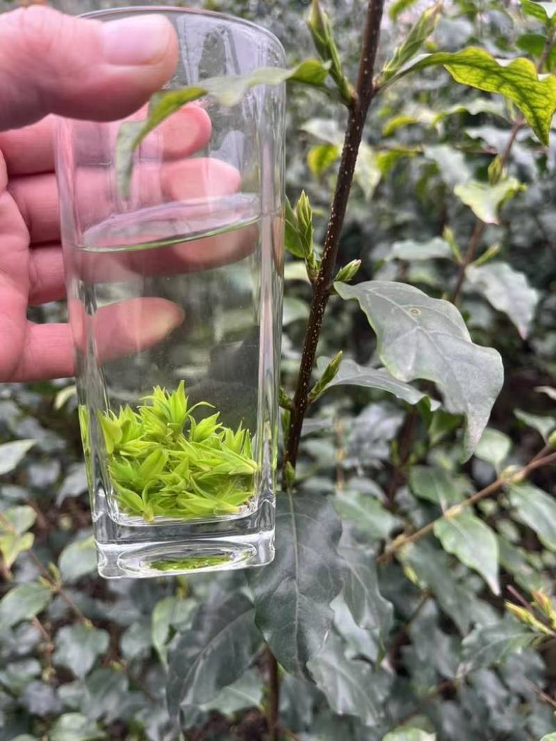 青山绿水小叶苦丁