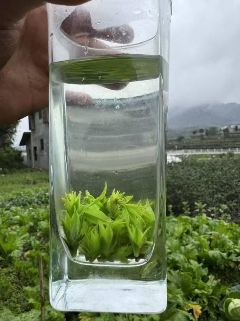 青山绿水小叶苦丁