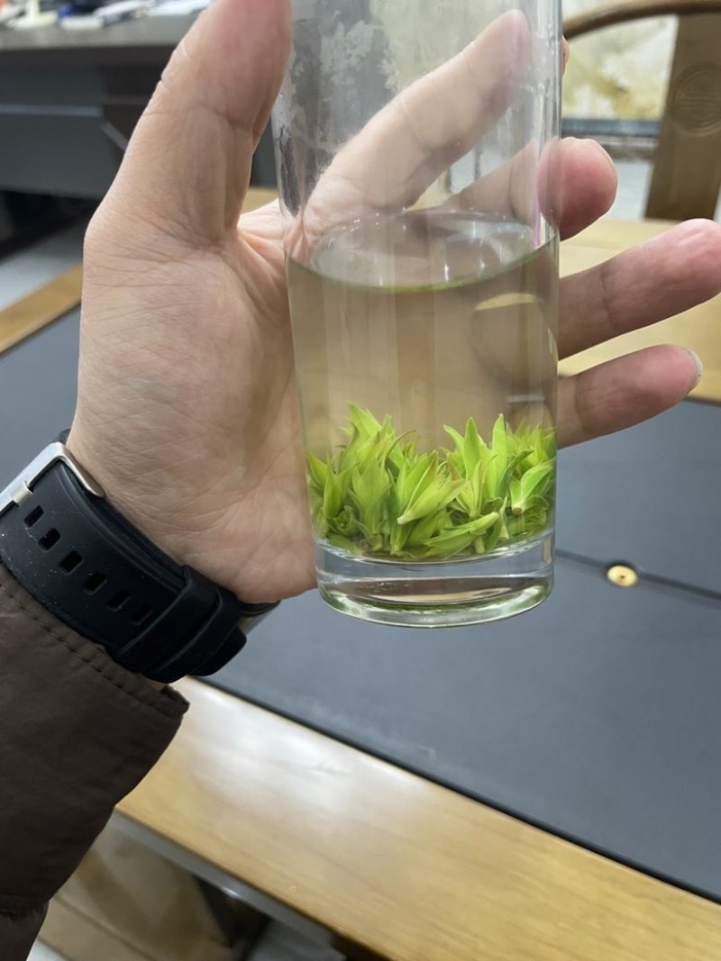 青山绿水小叶苦丁