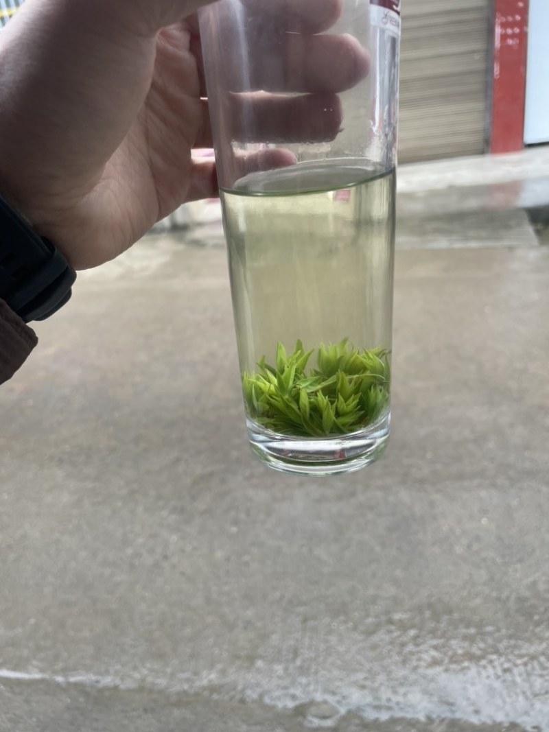 青山绿水小叶苦丁