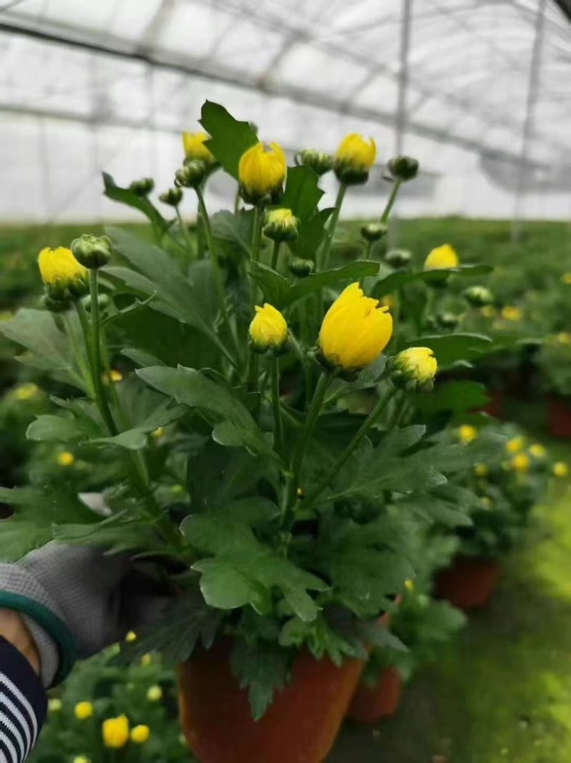 菊花盆栽带花苞九月菊大花四季开花植物花卉可食用菊花苗四季室外