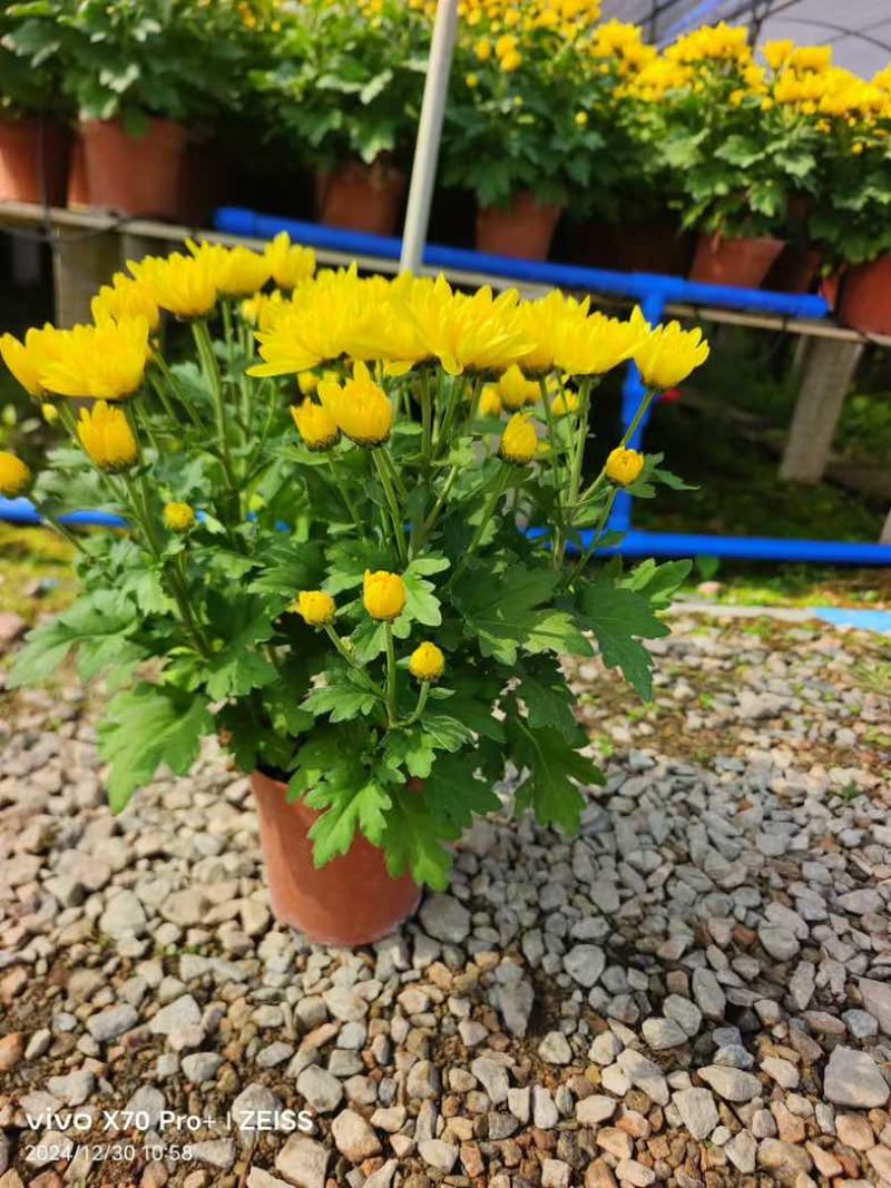 菊花盆栽带花苞九月菊大花四季开花植物花卉可食用菊花苗四季室外