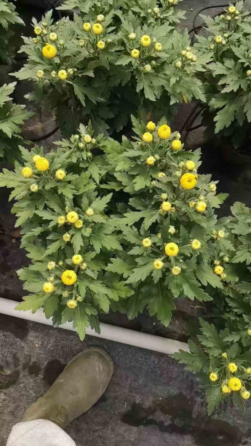 菊花盆栽带花苞九月菊大花四季开花植物花卉可食用菊花苗四季室外