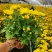 菊花盆栽带花苞九月菊大花四季开花植物花卉可食用菊花苗四季室外