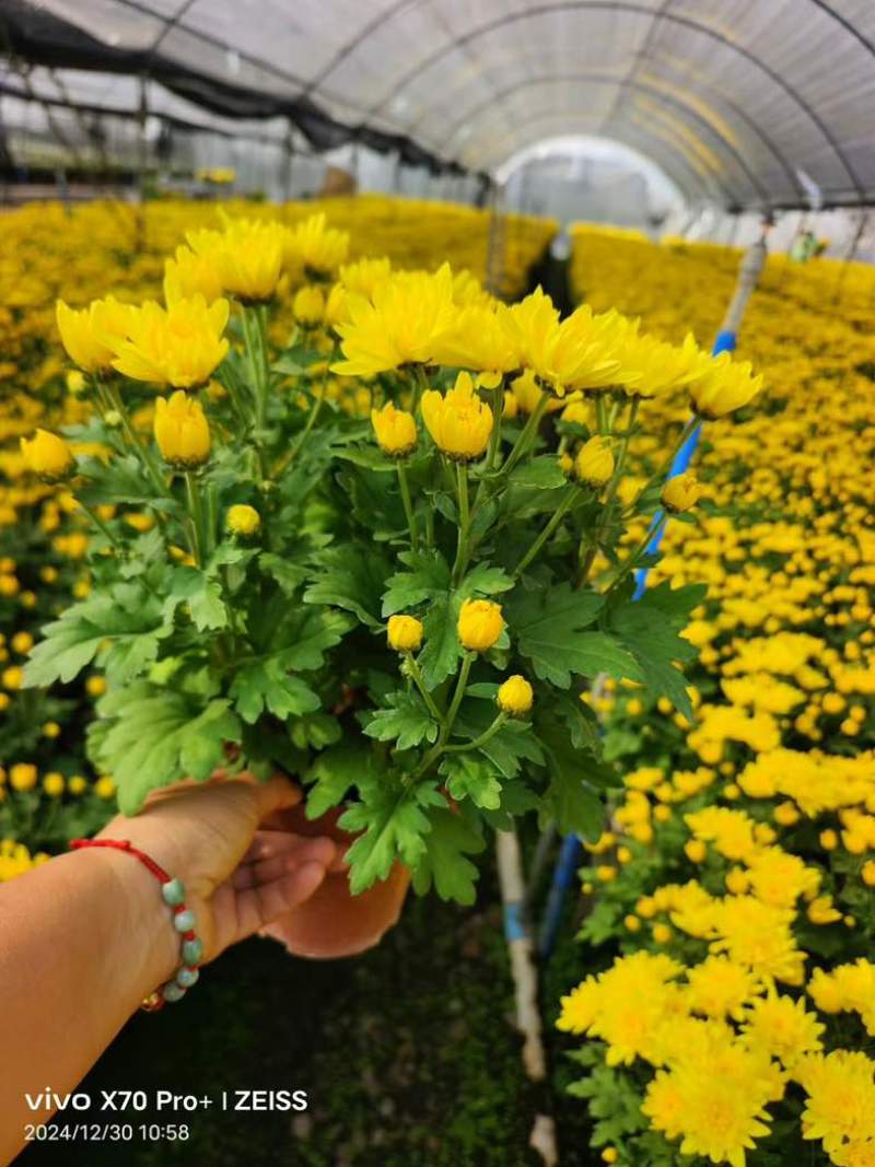 菊花盆栽带花苞九月菊大花四季开花植物花卉可食用菊花苗四季室外